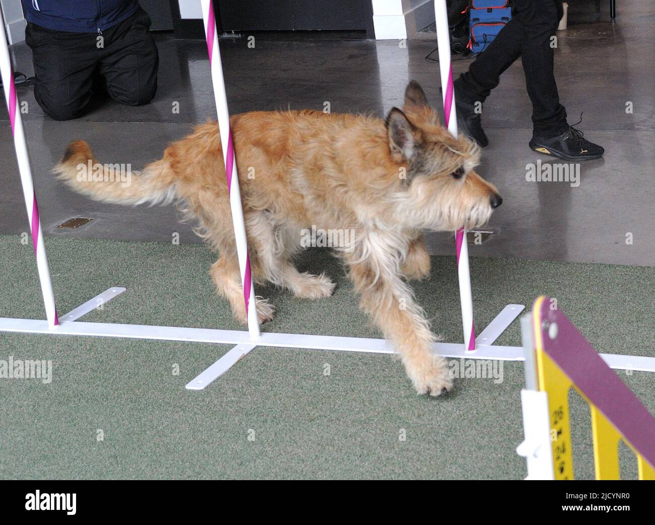 Berger Picard performs agility and obedience skills at the Westminster