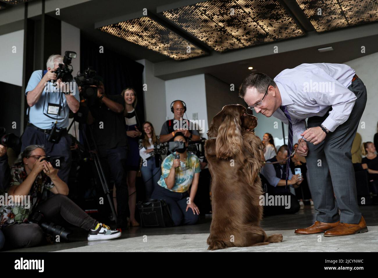 Bean, a Sussex Spaniel, interacts with his owner during the Westminster Kennel Club Dog Show Press Preview at Hudson Yards in New York City, U.S., June 16, 2022.  REUTERS/Brendan McDermid Stock Photo