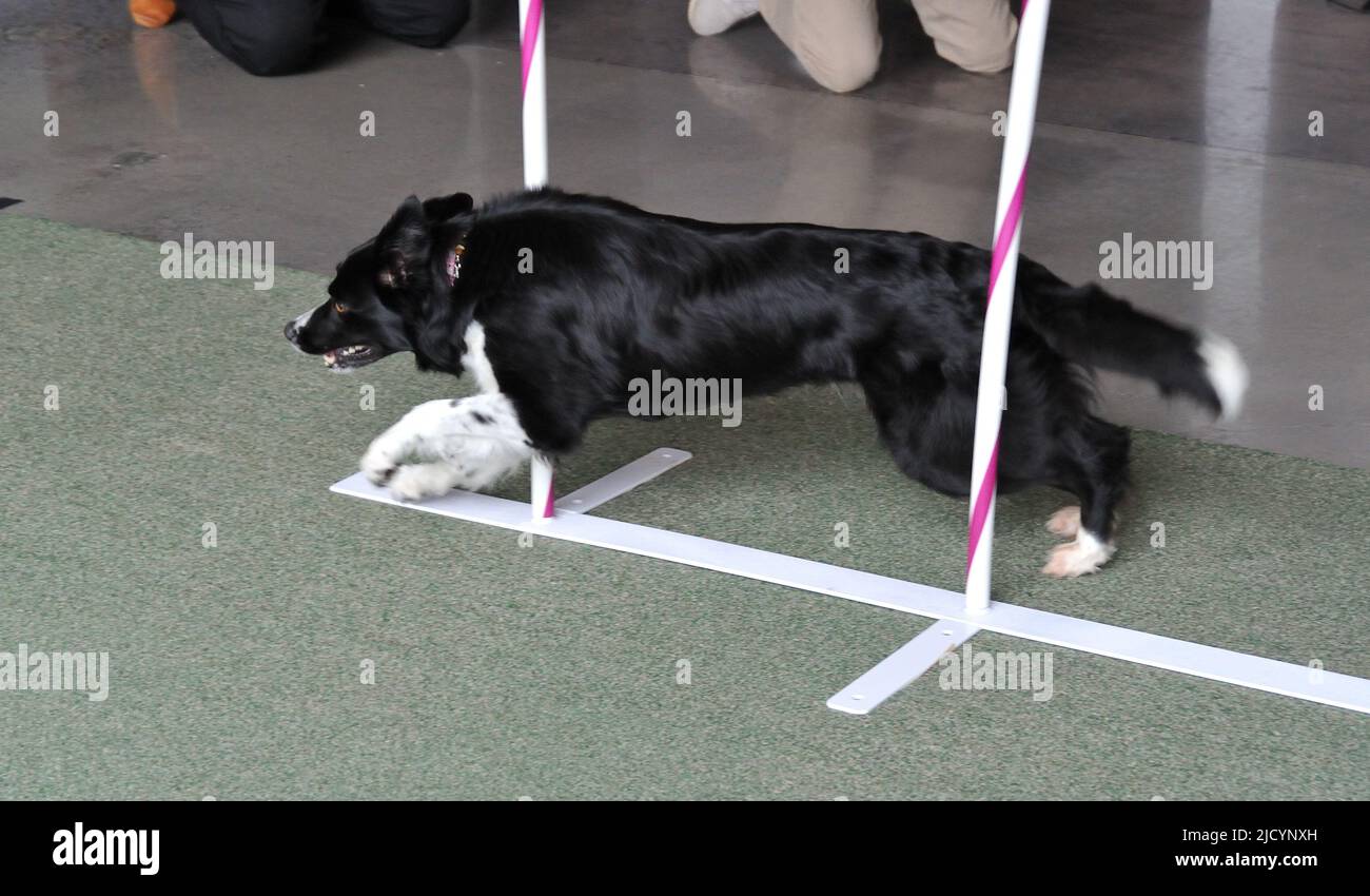Kennel club border collie top