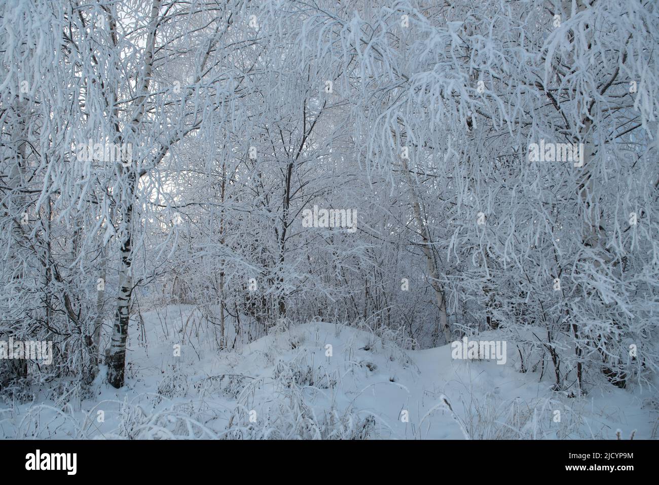 Winter landscape with snowy trees Stock Photo - Alamy