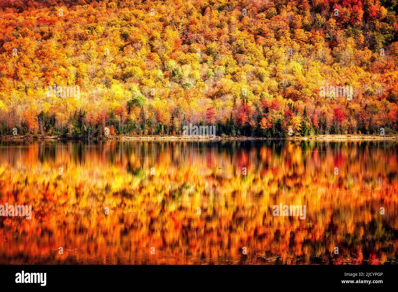 Spectacular fall color reflects in the still waters of Long Pond near Belvidere Corners, Vermont. Stock Photo