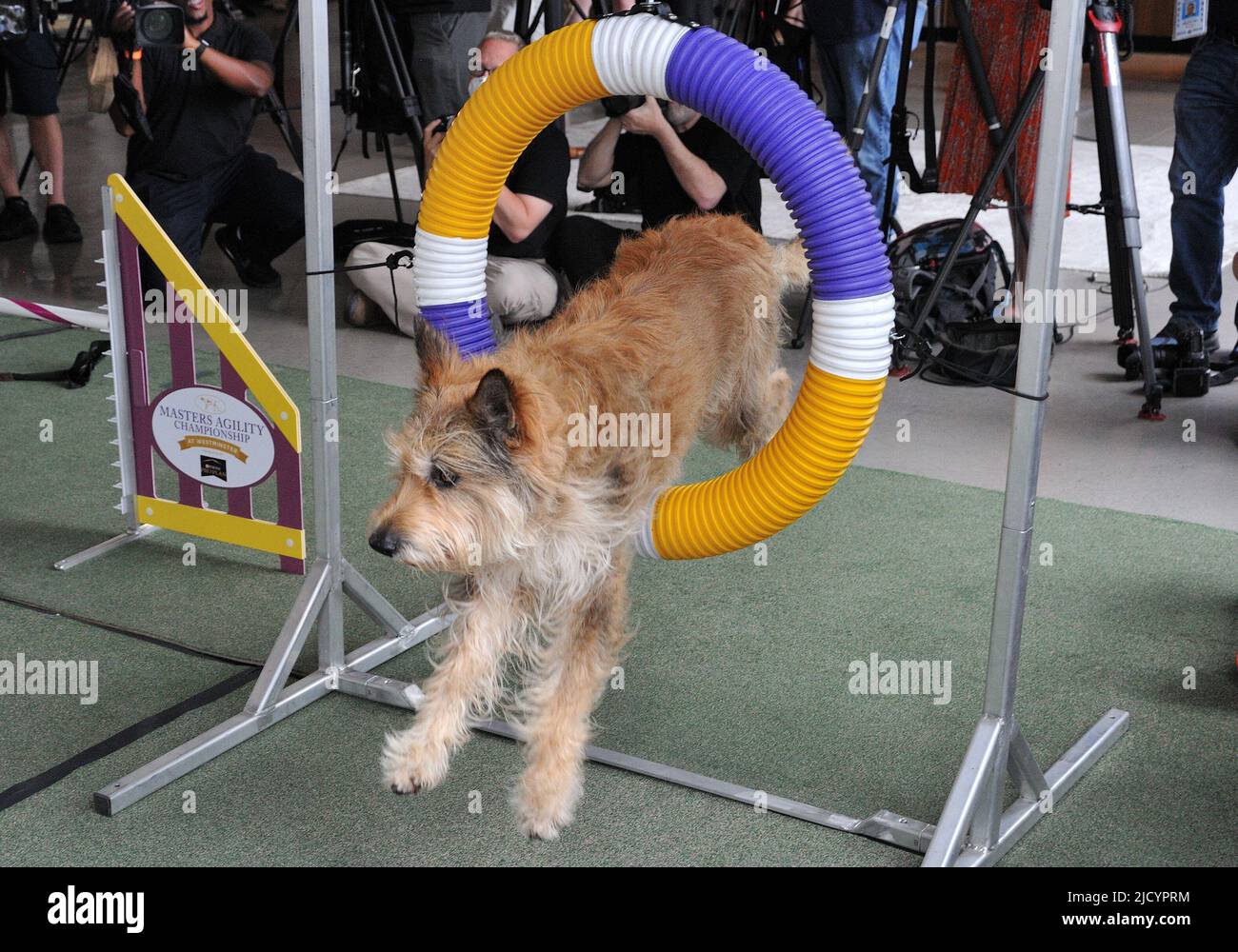 Berger Picard performs agility and obedience skills at the Westminster