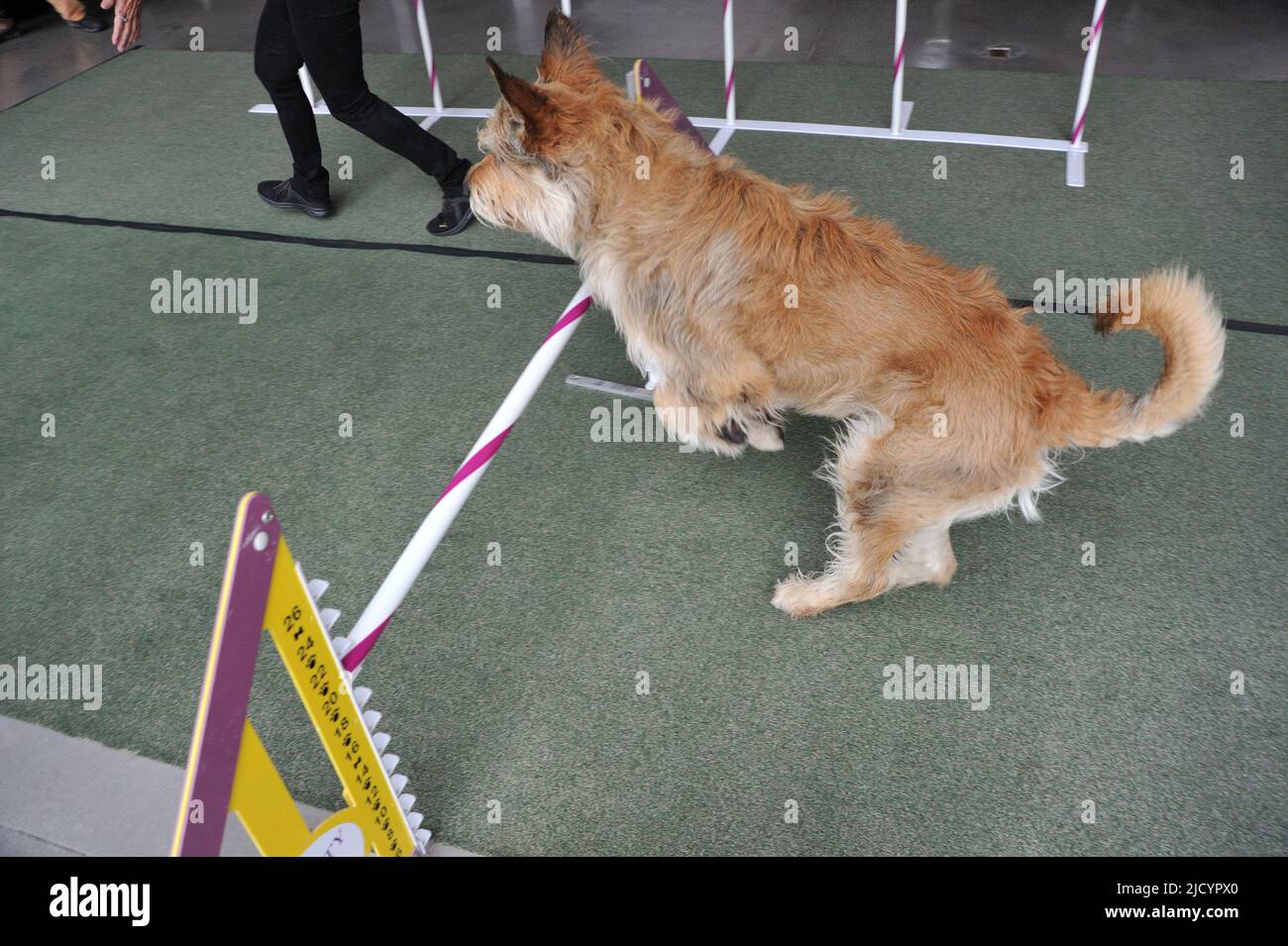 Berger Picard performs agility and obedience skills at the Westminster