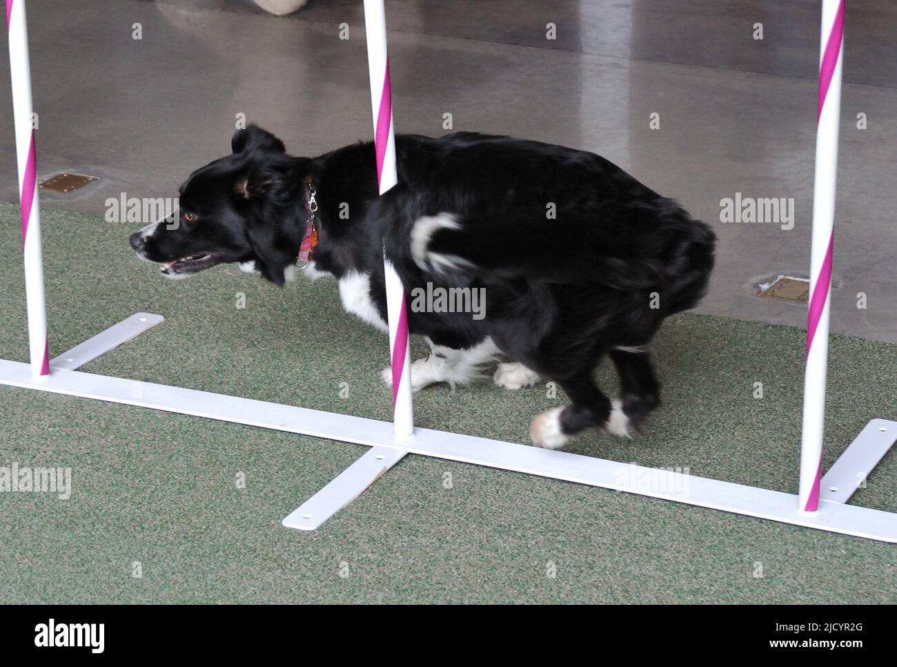 Border Collie performs agility and obedience skills at the Westminster
