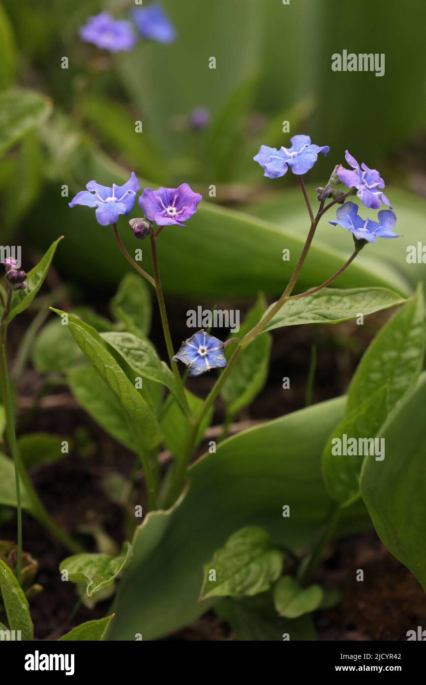 Closeup of blue purple flower creeping navelwort - Omphalodes verna growing in a garden, Lithuania Stock Photo