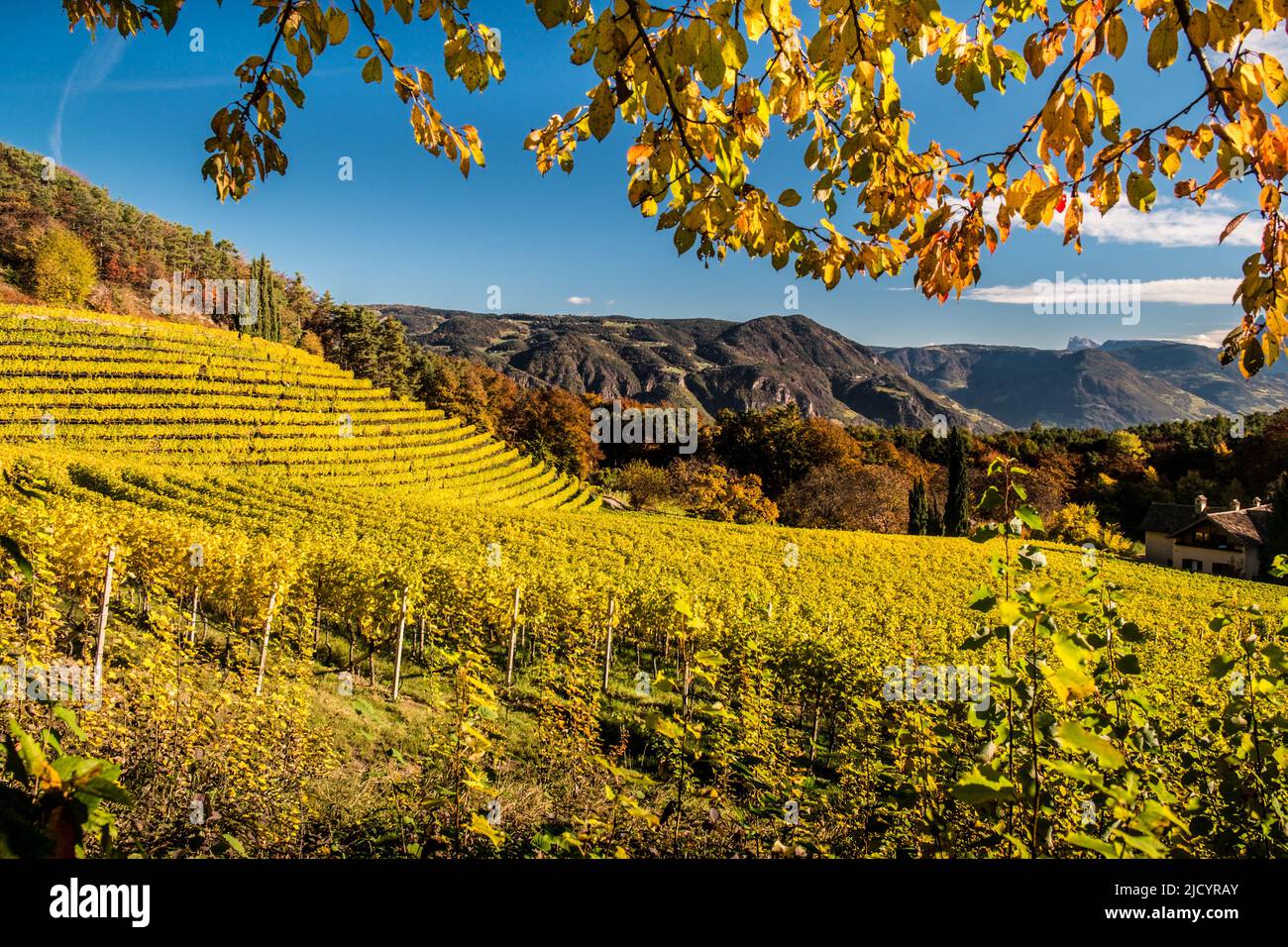 Herbstliche Weinberge in Südtirol Stock Photo