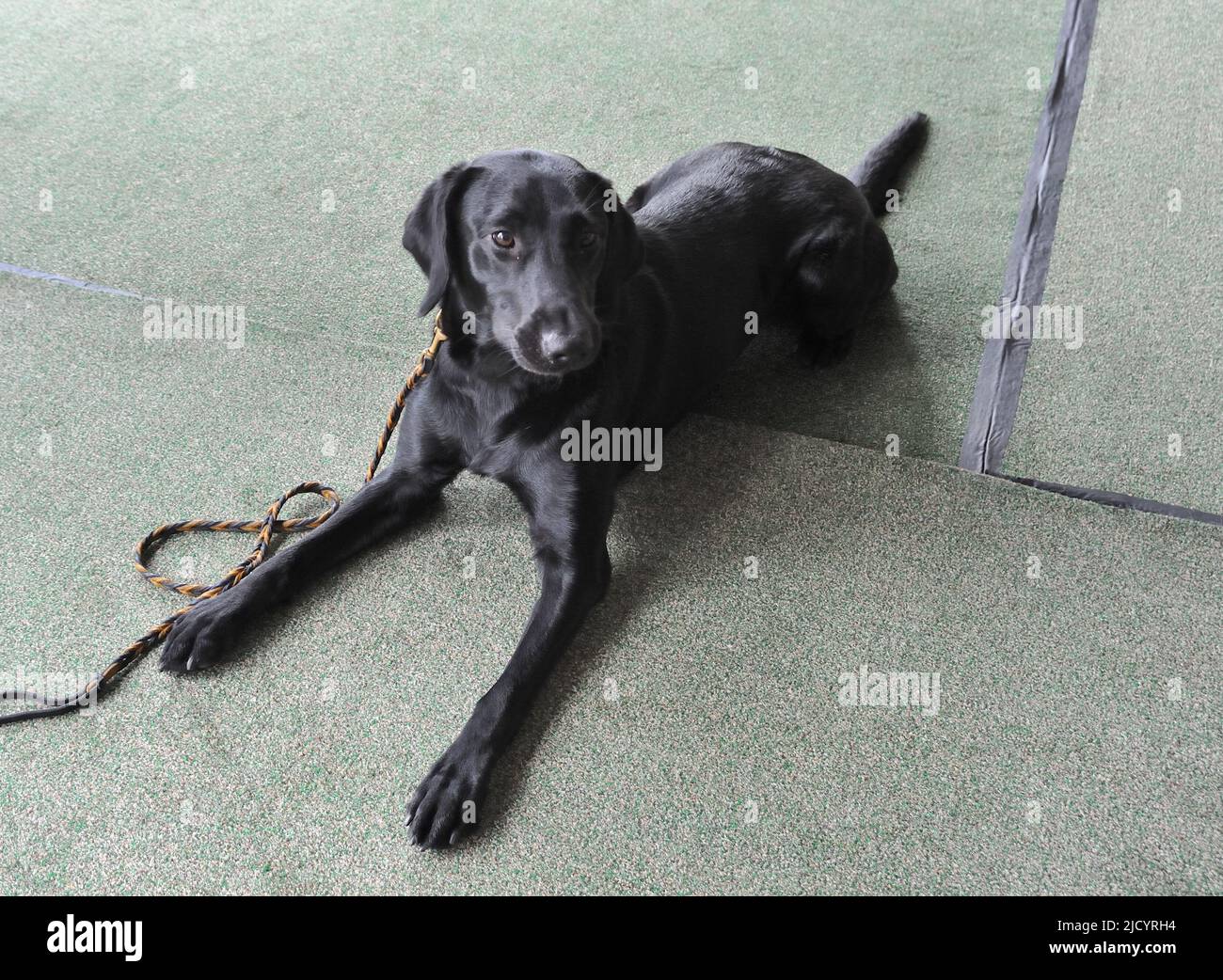 Has A Labrador Ever Won The Westminster Dog Show