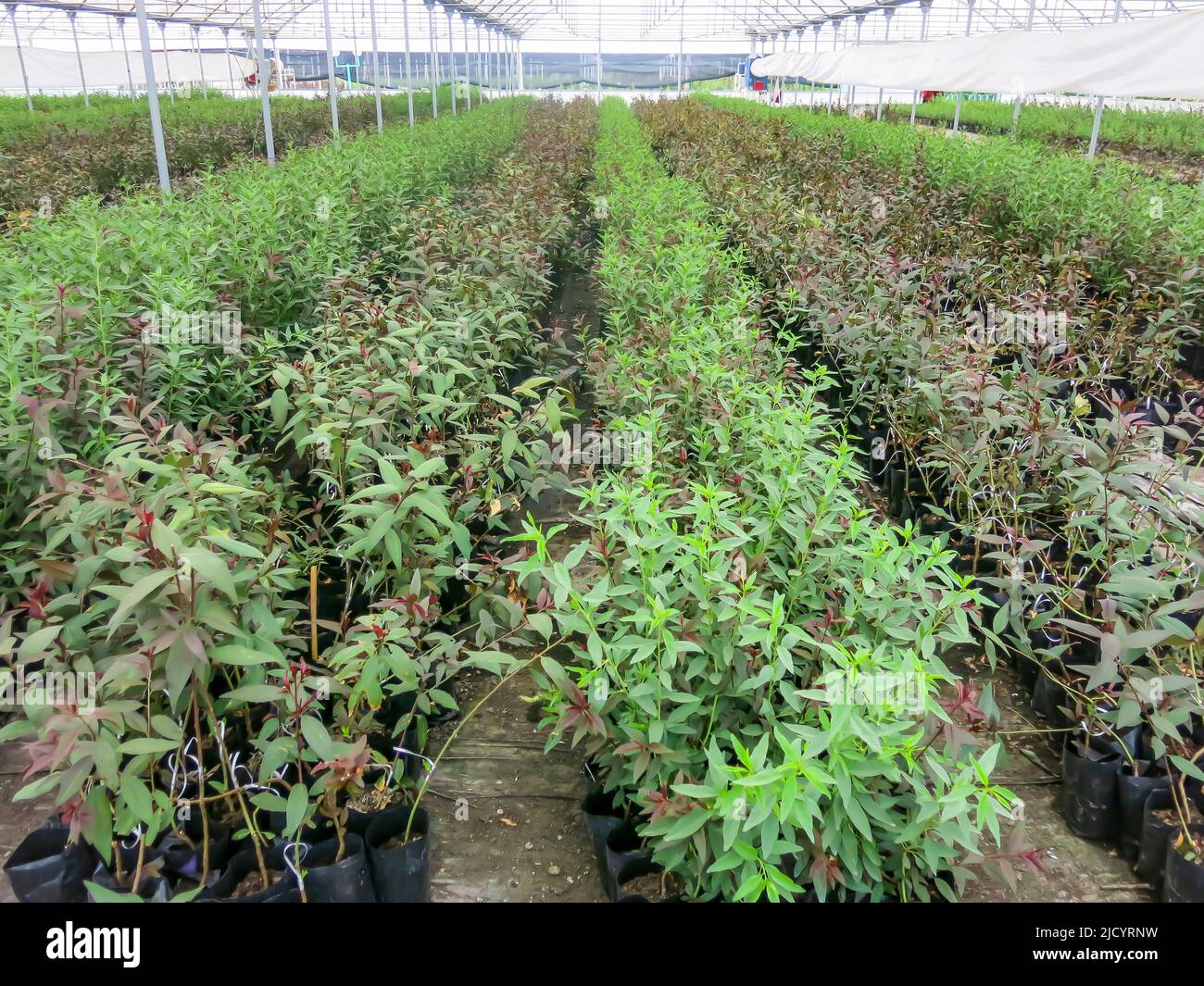 Variety of Plants Grown in Local Nursery Stock Photo Alamy
