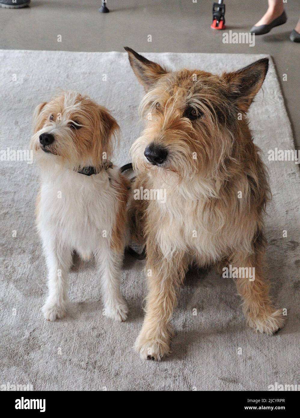 New York, USA. 23rd June, 2022. L-R: Kromfohrlander and Berger Picard shown at the Westminster Kennel Club Dog Show press preview at Hudson Yards in New York, NY on June 16, 202. (Photo by Stephen Smith/SIPA USA) Credit: Sipa USA/Alamy Live News Stock Photo