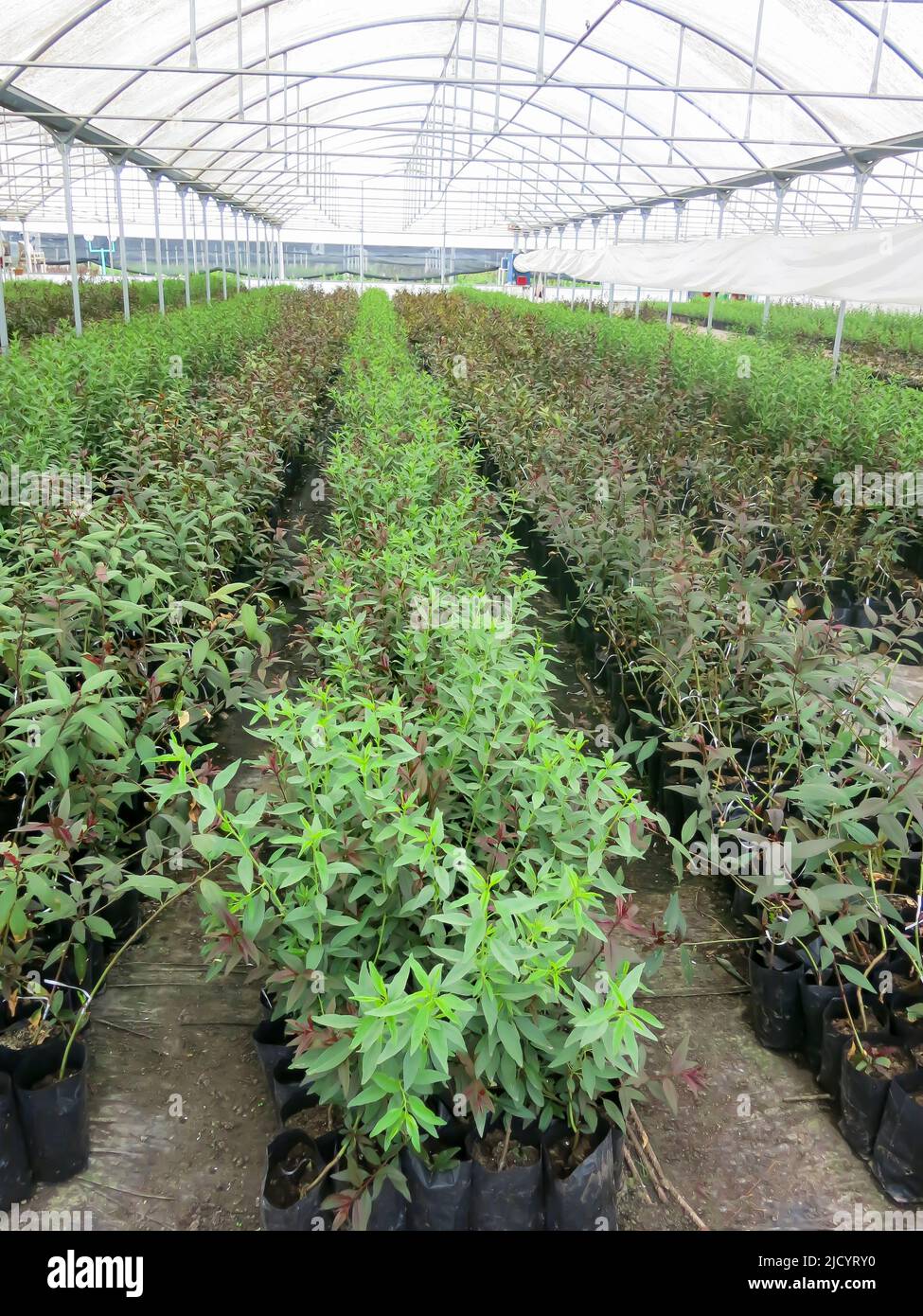 Variety of Plants Grown in Local Nursery Stock Photo
