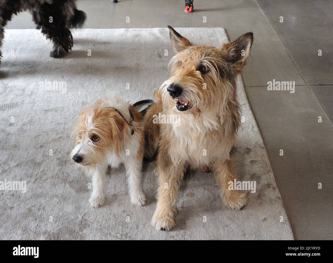 New York, USA. 23rd June, 2022. L-R: Kromfohrlander and Berger Picard shown at the Westminster Kennel Club Dog Show press preview at Hudson Yards in New York, NY on June 16, 202. (Photo by Stephen Smith/SIPA USA) Credit: Sipa USA/Alamy Live News Stock Photo