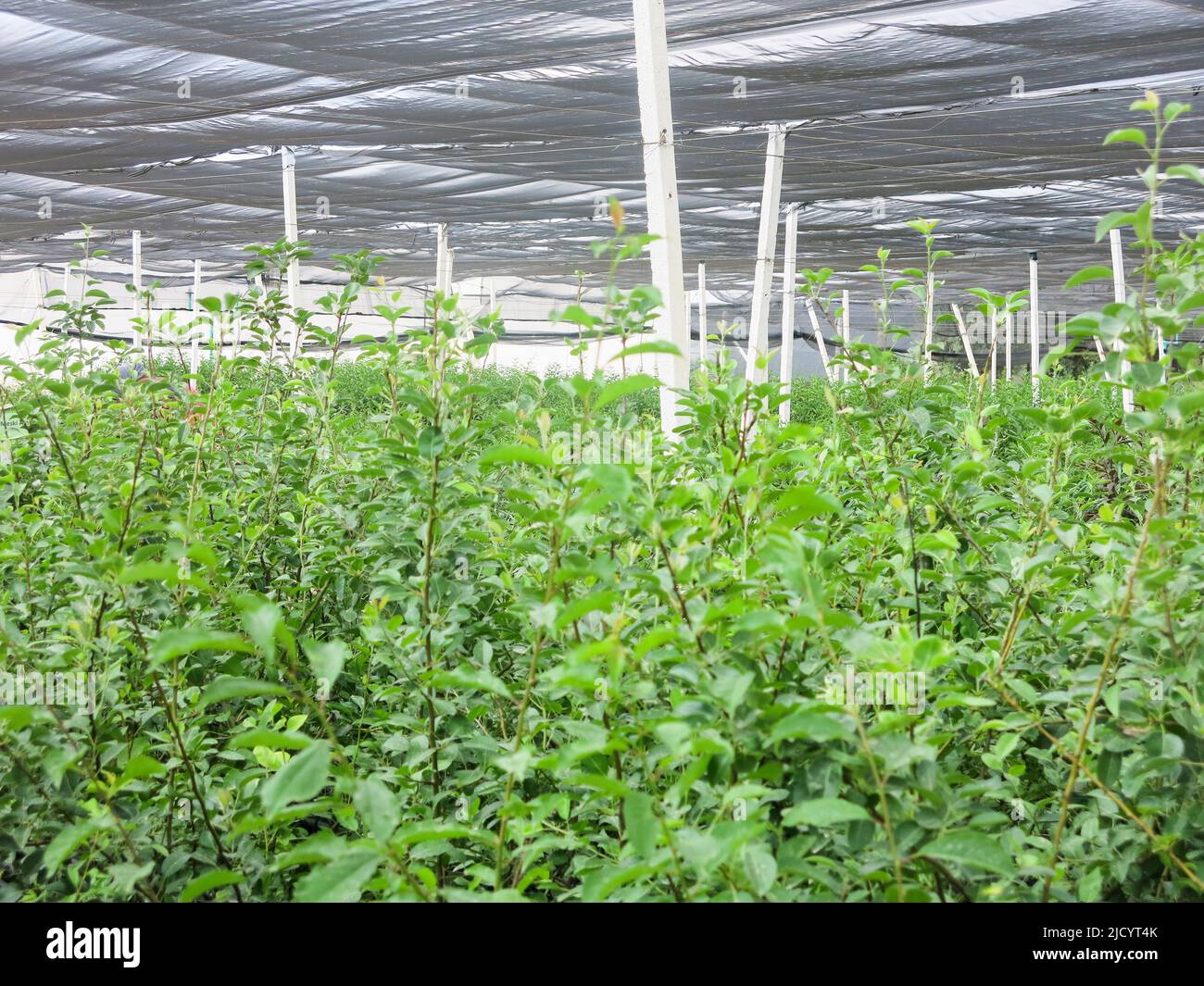 Large Number of Plants Growing in Local Nursery Stock Photo