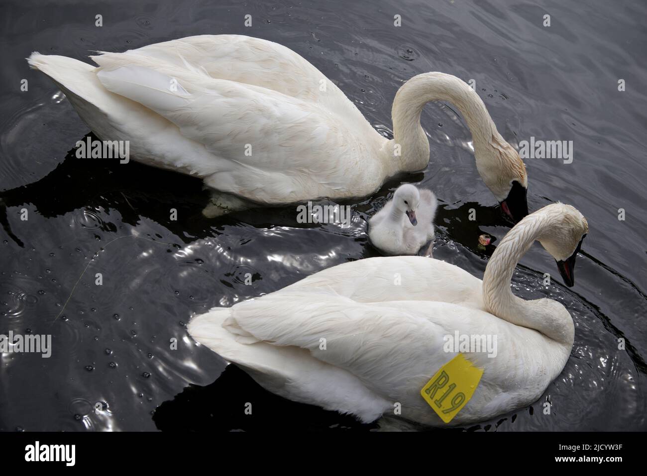 Baby swan under the protection of the parent Stock Photo