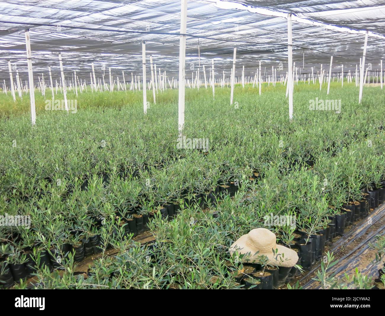 Rows plants in nursery hi-res stock photography and images - Alamy