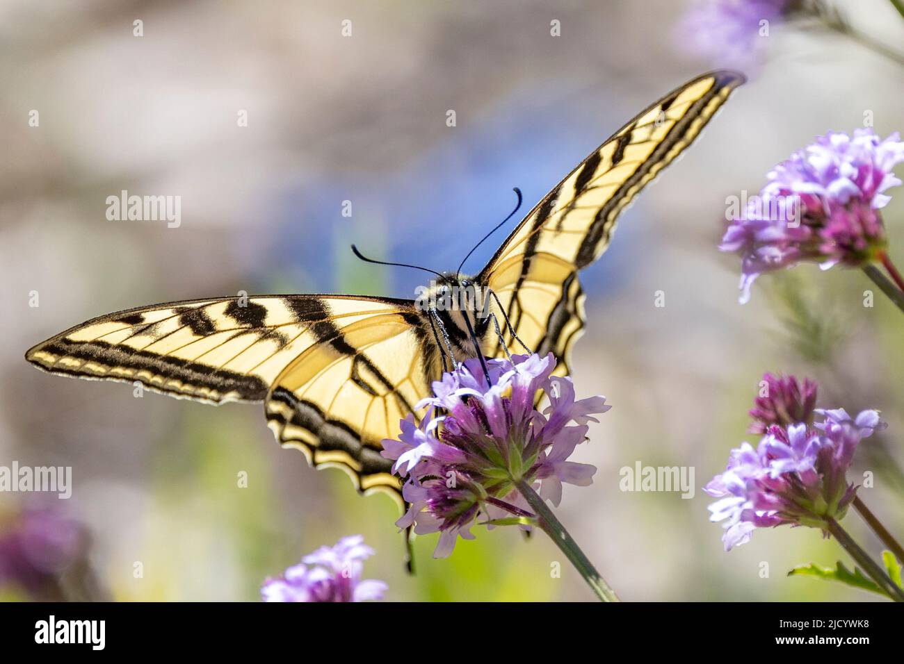 Western Tiger Swallowtail Butterfly, Papilio rutulus Stock Photo