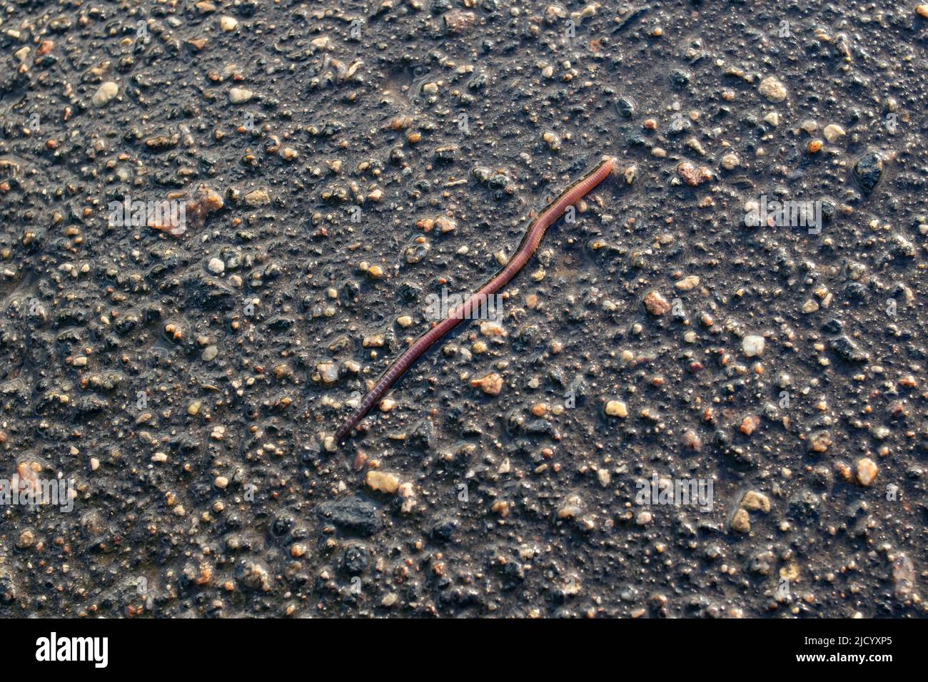 Red earthworm on wet asphalt close up Stock Photo