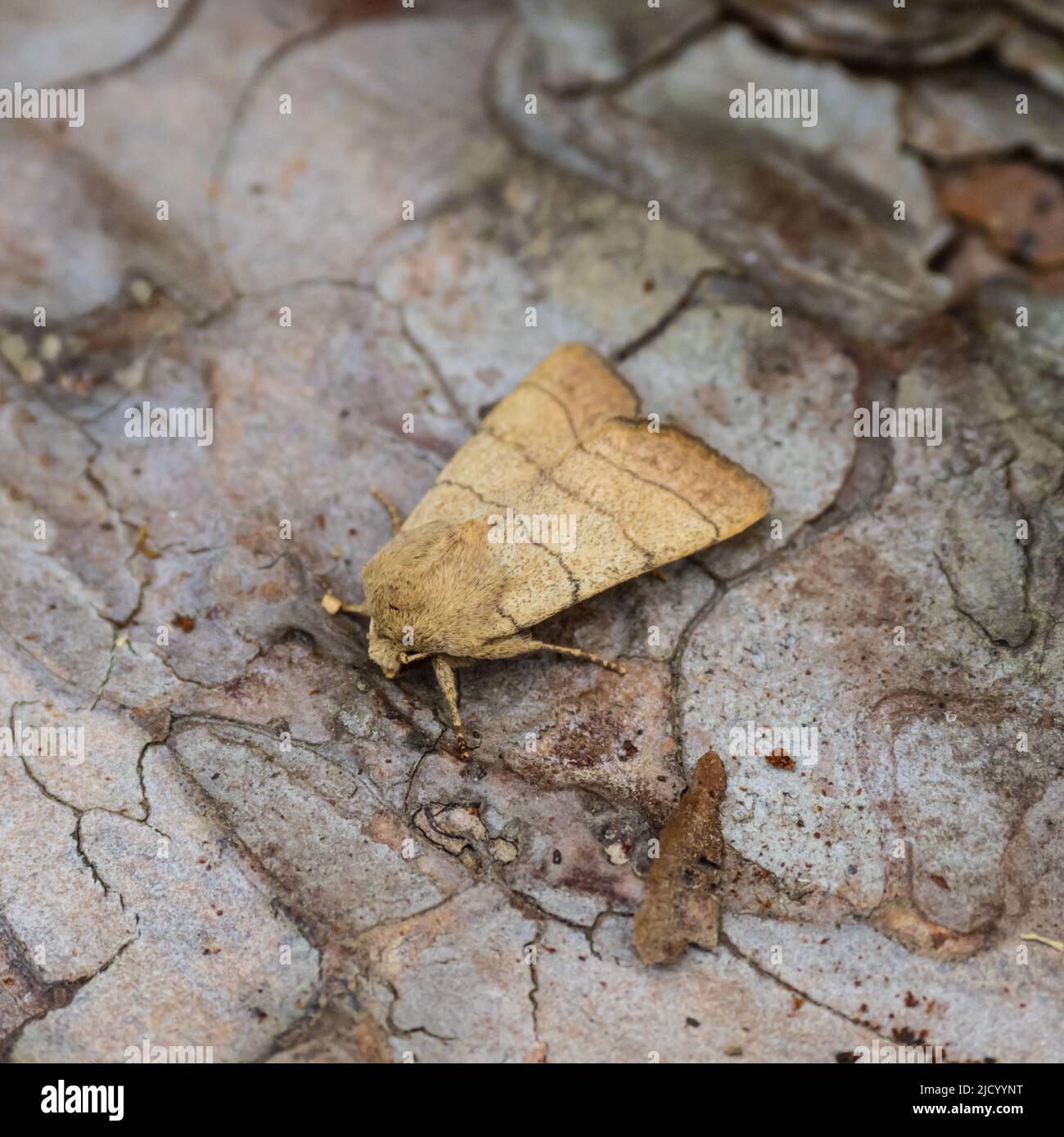 A Treble Lines moth, Charanyca trigrammica, resting on the bark of a tree. Stock Photo