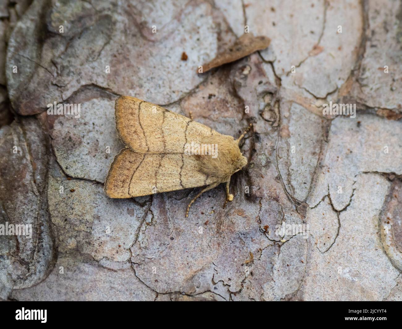 A Treble Lines moth, Charanyca trigrammica, resting on the bark of a tree. Stock Photo