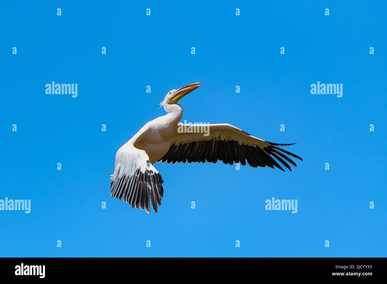 Great White Pelican flying in blue sky, portrait with spread wings ...