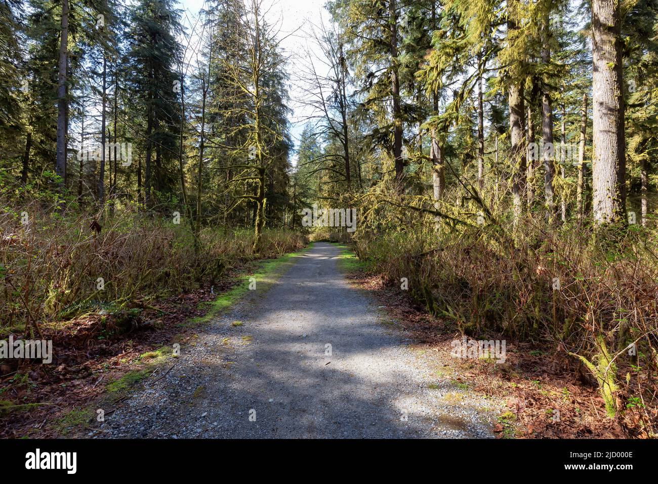 Hiking Trail in a vibrant forest with green trees Stock Photo - Alamy