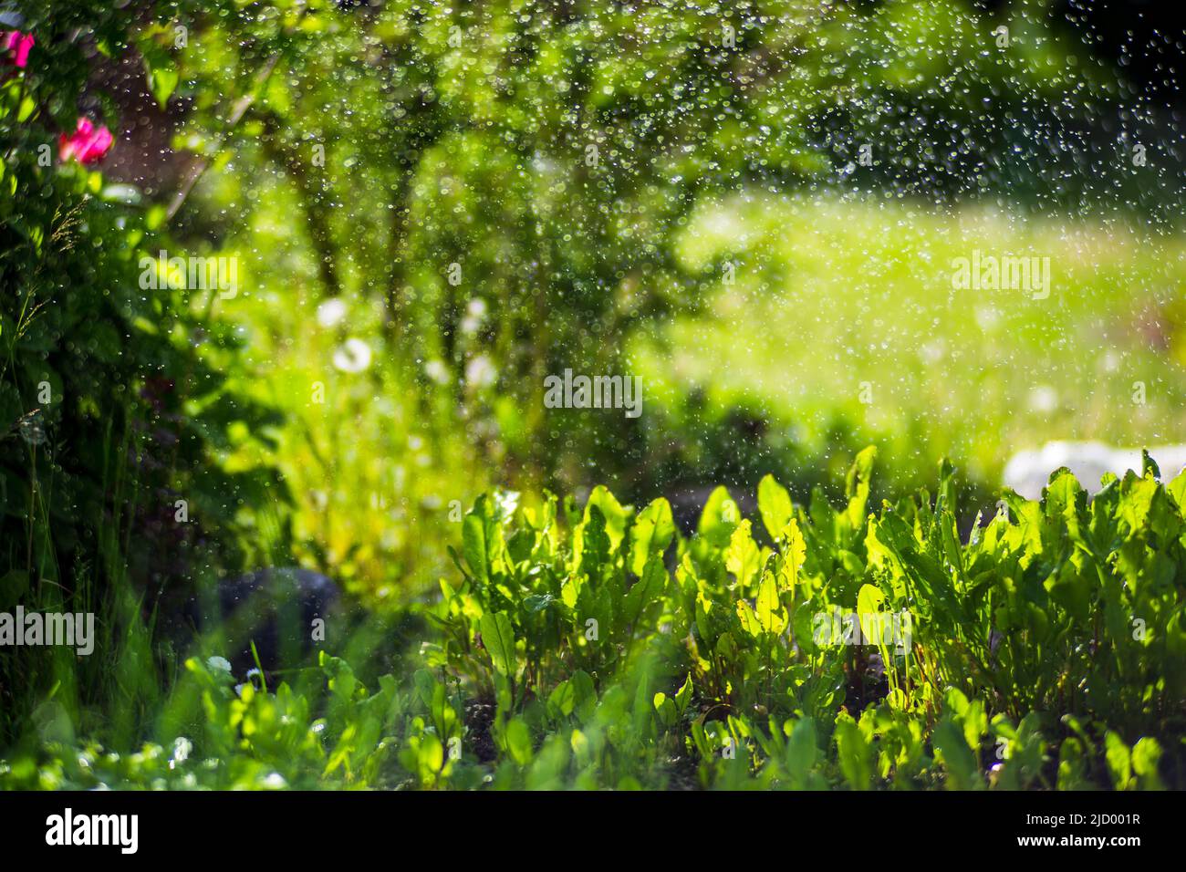 Watering vegetable plants on a plantation in the summer heat. Drops of