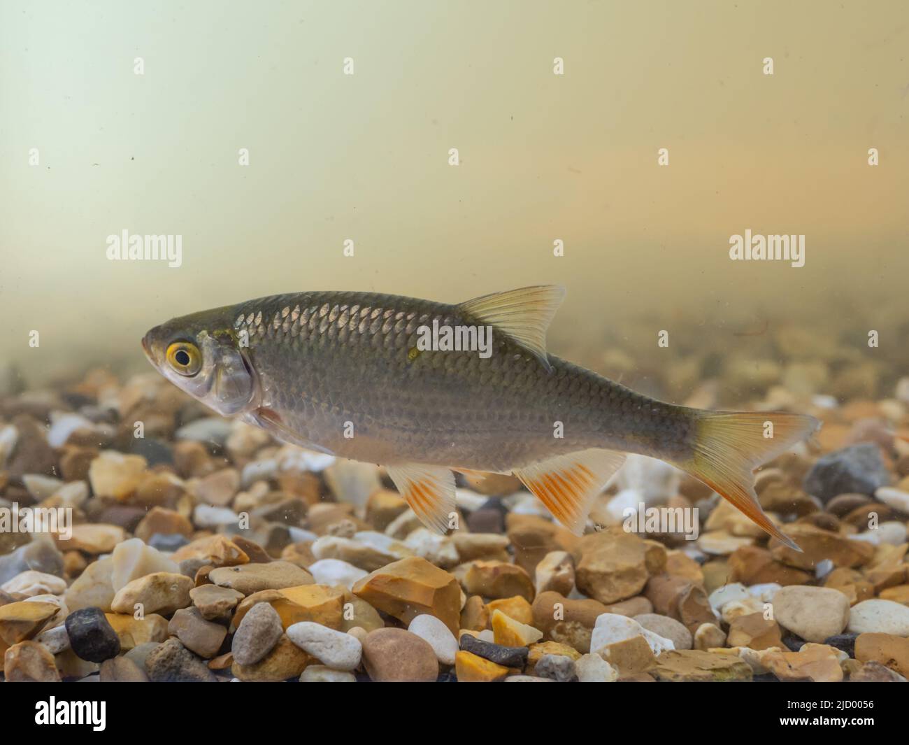 A roach, or rutilus roach, Rutilus rutilus, also known as the common roach, swimming in fresh water. Stock Photo