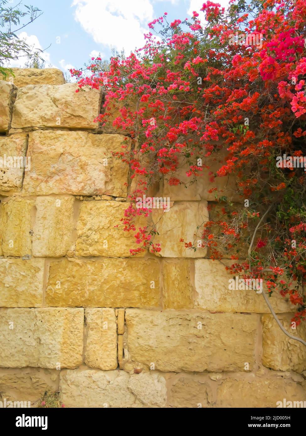 Bougainvillea Growing Against Ancient Wall at the Ruins of Sbeitia, Tunisia Stock Photo