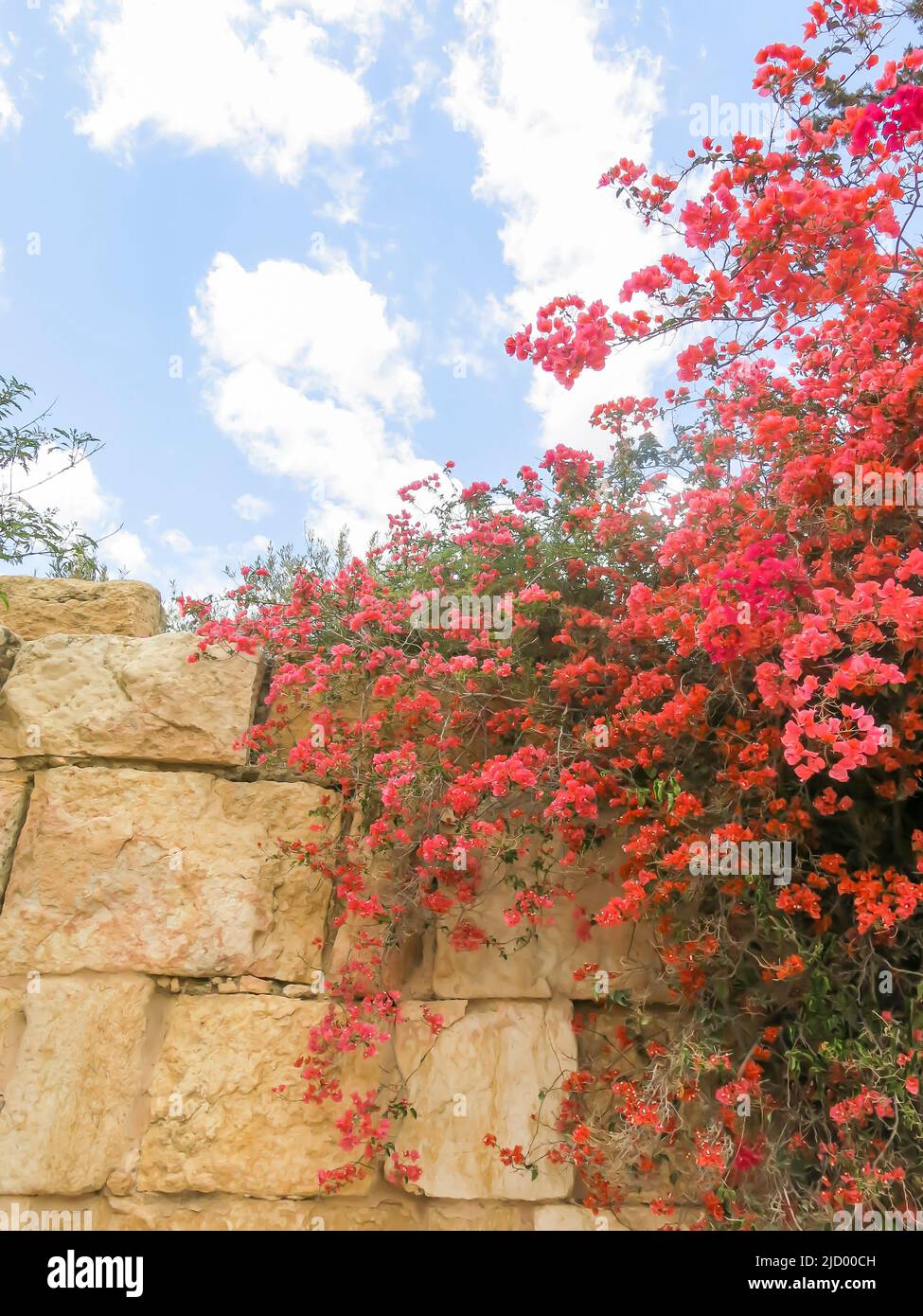 Bougainvillea Growing Against Ancient Wall at the Ruins of Sbeitia, Tunisia Stock Photo