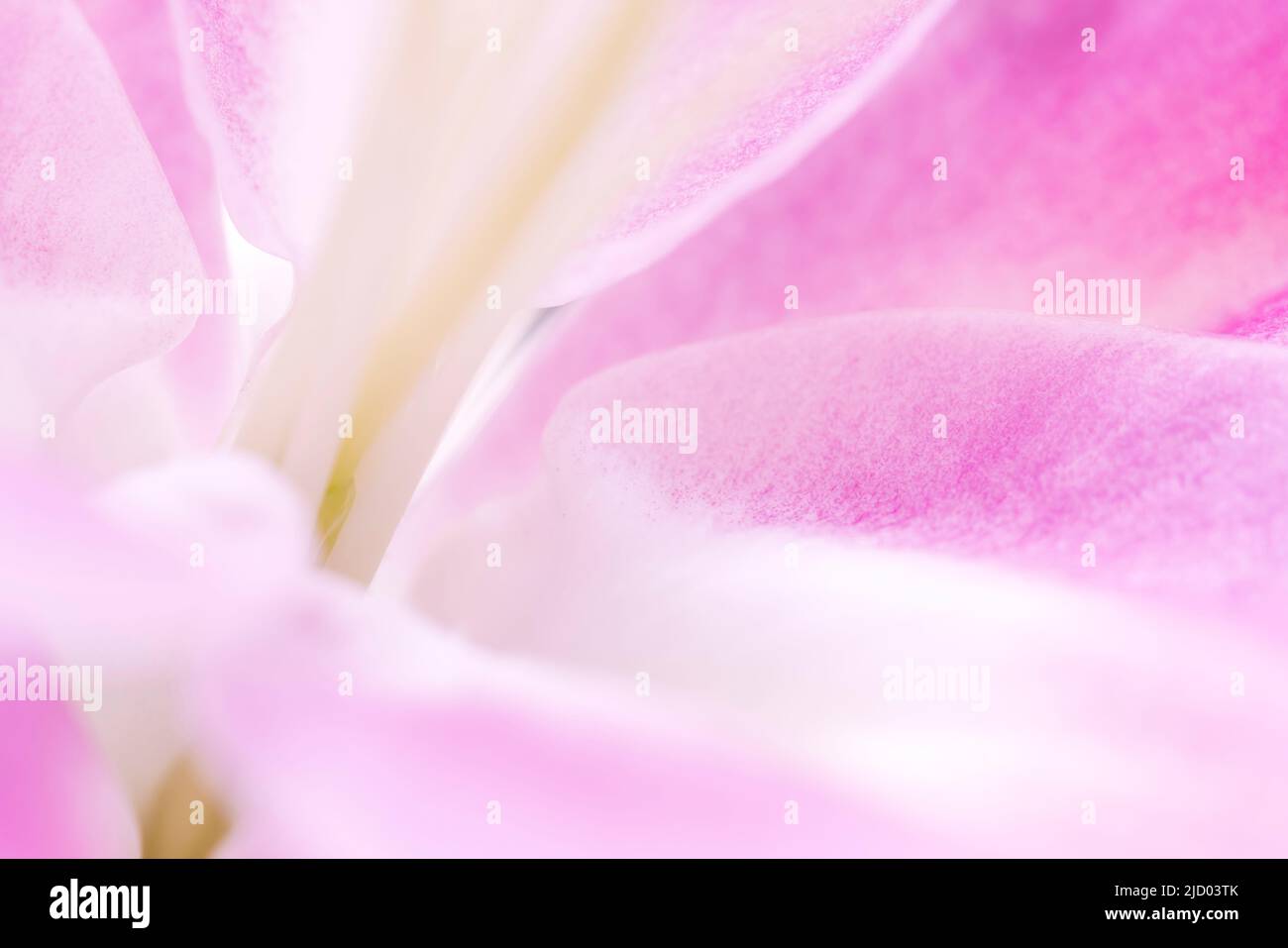 Soft pink macro closeup of a smooth soft delicate flowerhead relaxing atmospheric wall art image. Stock Photo
