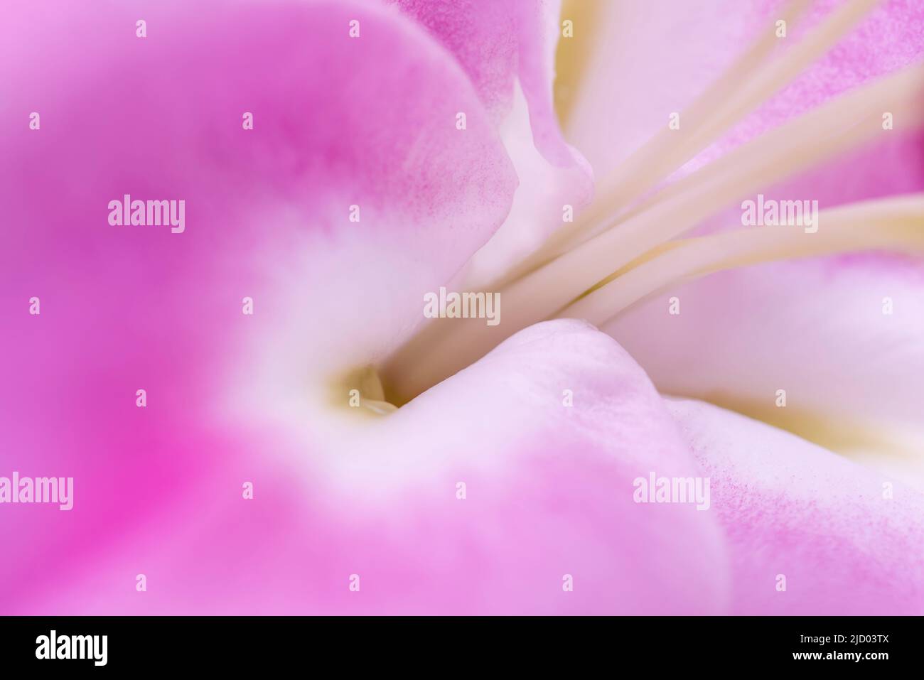 Soft pink macro closeup of a smooth soft delicate flowerhead relaxing atmospheric wall art image. Stock Photo