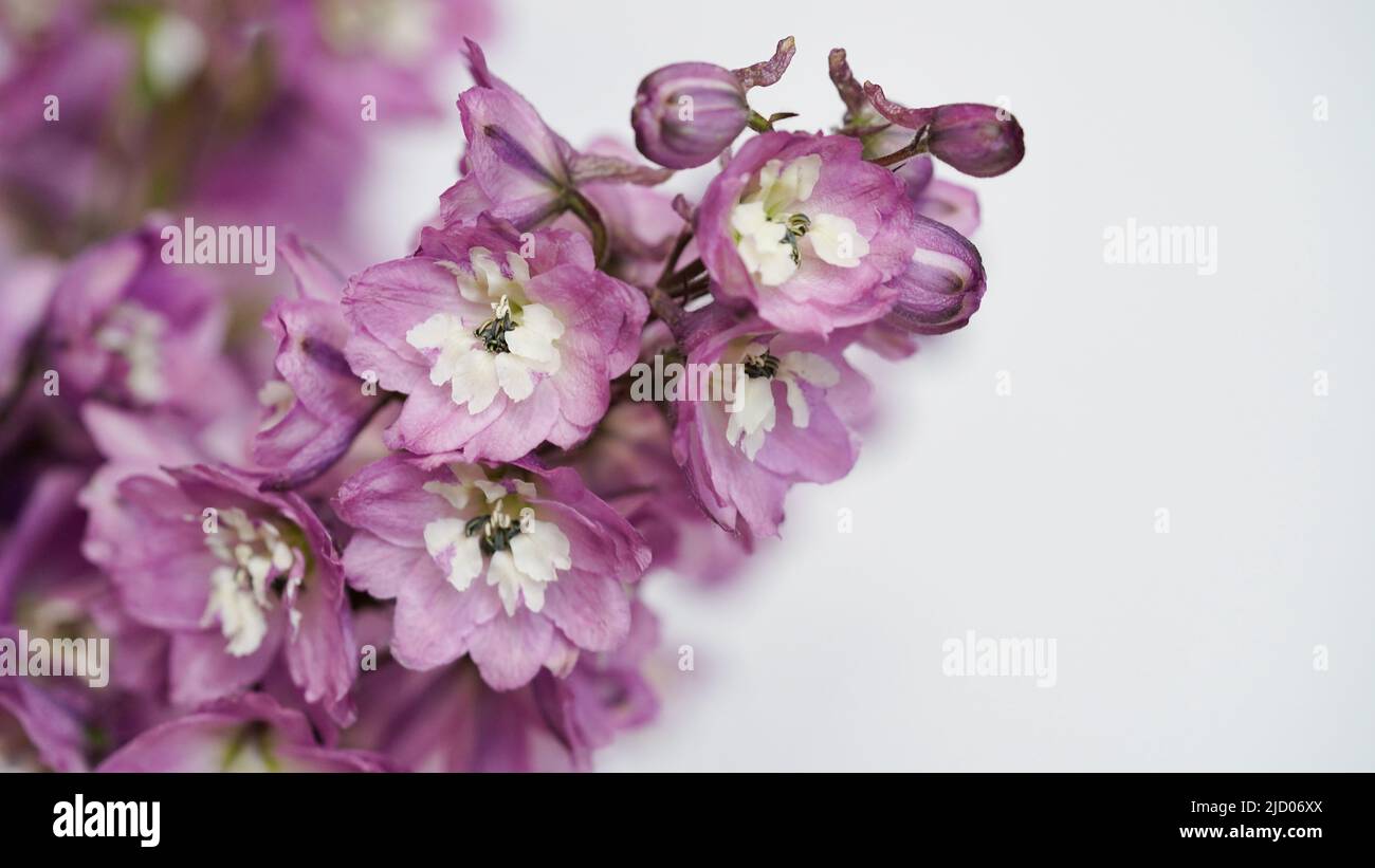 Close-up photo of a purple delphinium branch on a white background,seasonal flowers blooming in the garden.Beautiful natural banner,wedding card.Summe Stock Photo