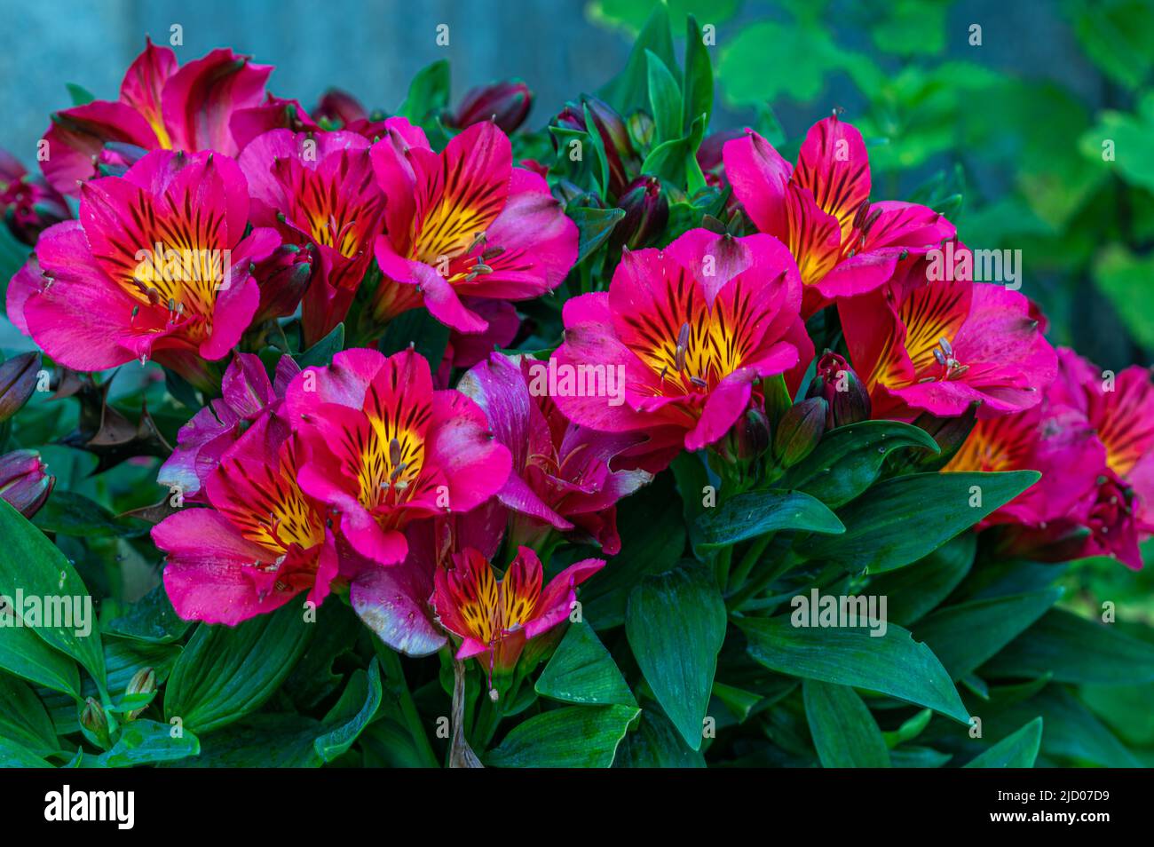 Alstroemeria an indoor or out door flower with bright coloured flower heads. Growing in a North Norfolk garden, UK Stock Photo
