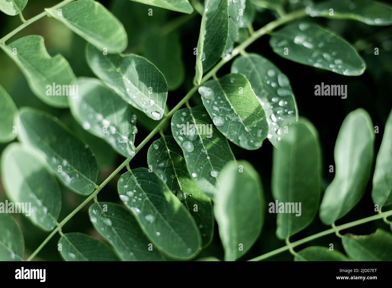 green acacia leaves with rain drops. Beautiful vegetal deciduous dark
