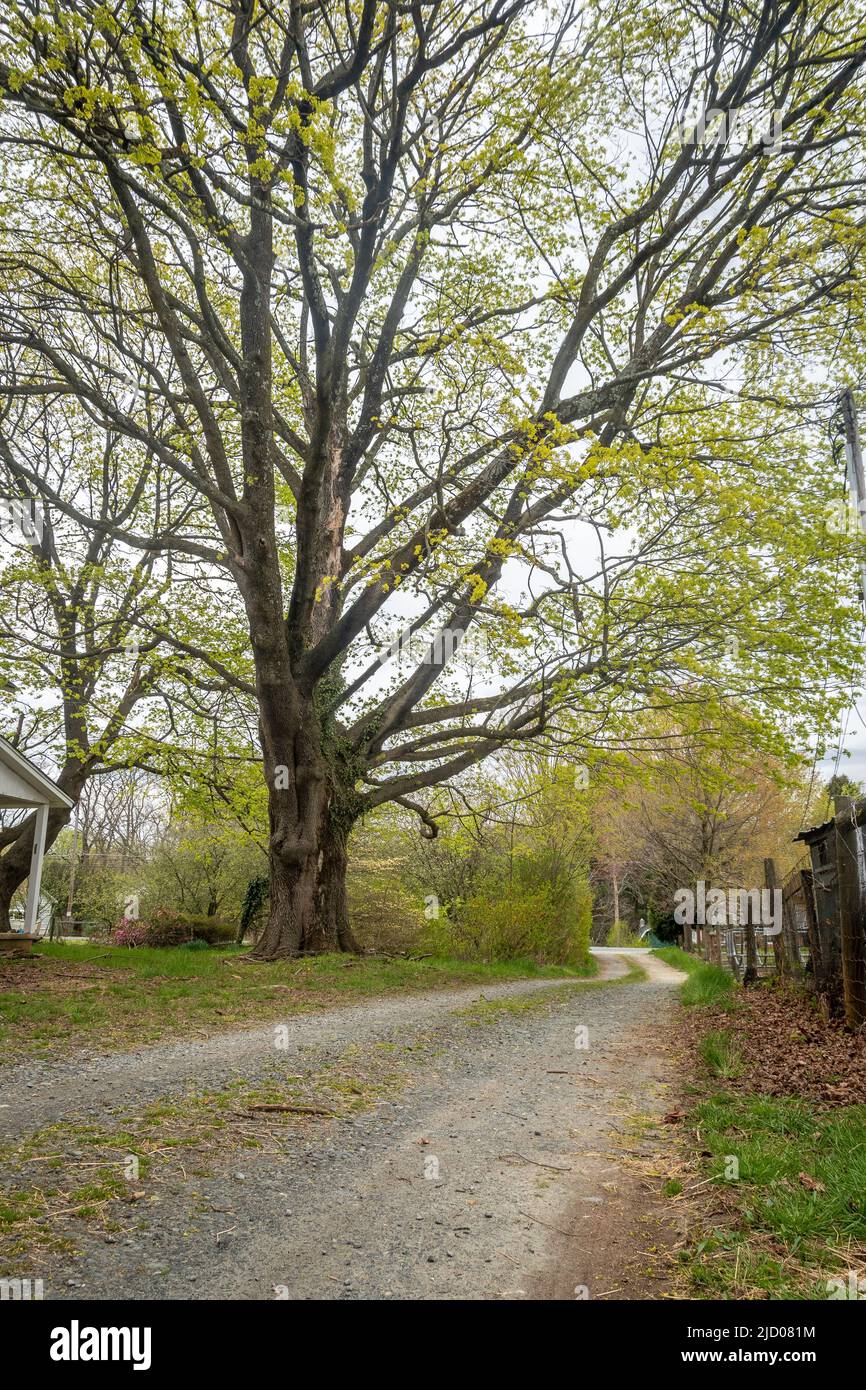 Norway Maple Tree Stock Photo Alamy