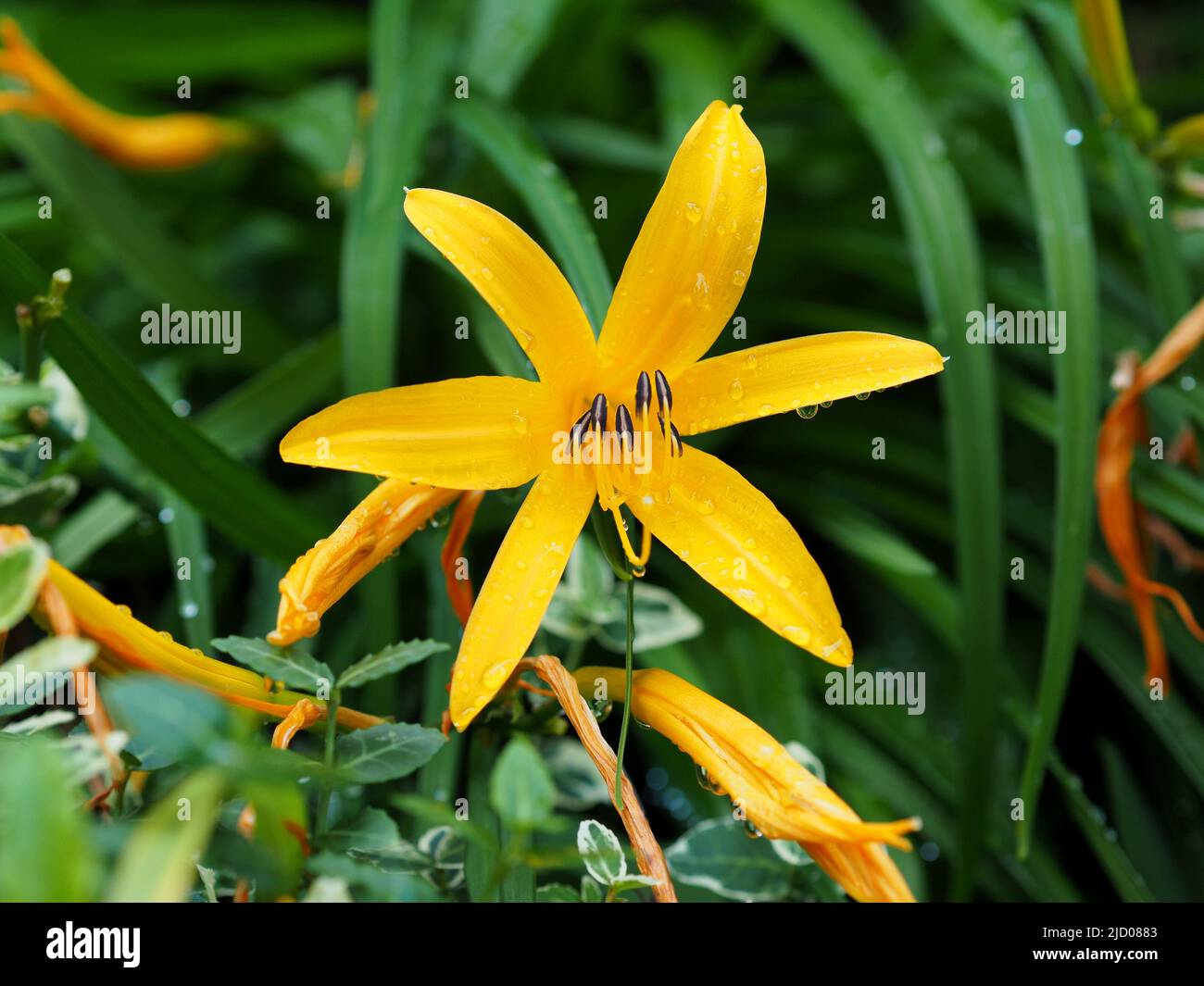 Lovely yellow daylily after a summer storm in a garden in Ottawa, Ontario, Canada. Stock Photo