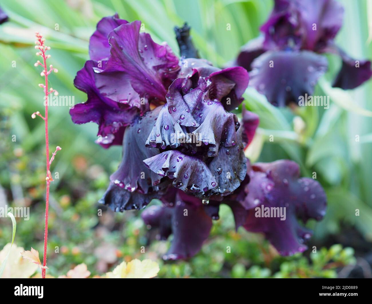 Crazy dark purple iris after a rain shower in a garden in Ottawa, Ontario, Canada. Stock Photo