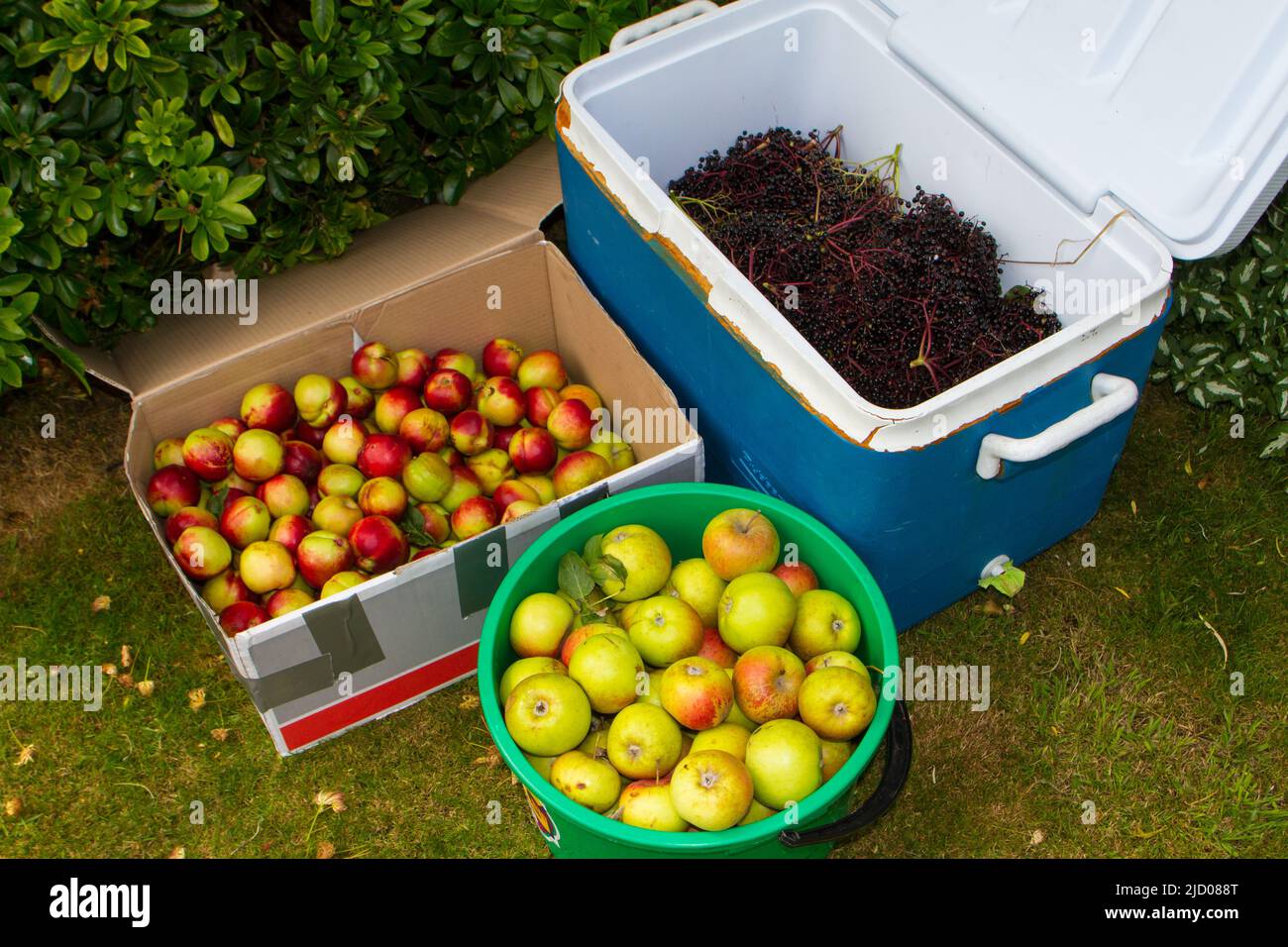 Life in New Zealand. Fishing, foraging, diving, gardening and sports. Freshly-foraged wild Apples, Nectarines and Elderberries, for wine-making. Stock Photo