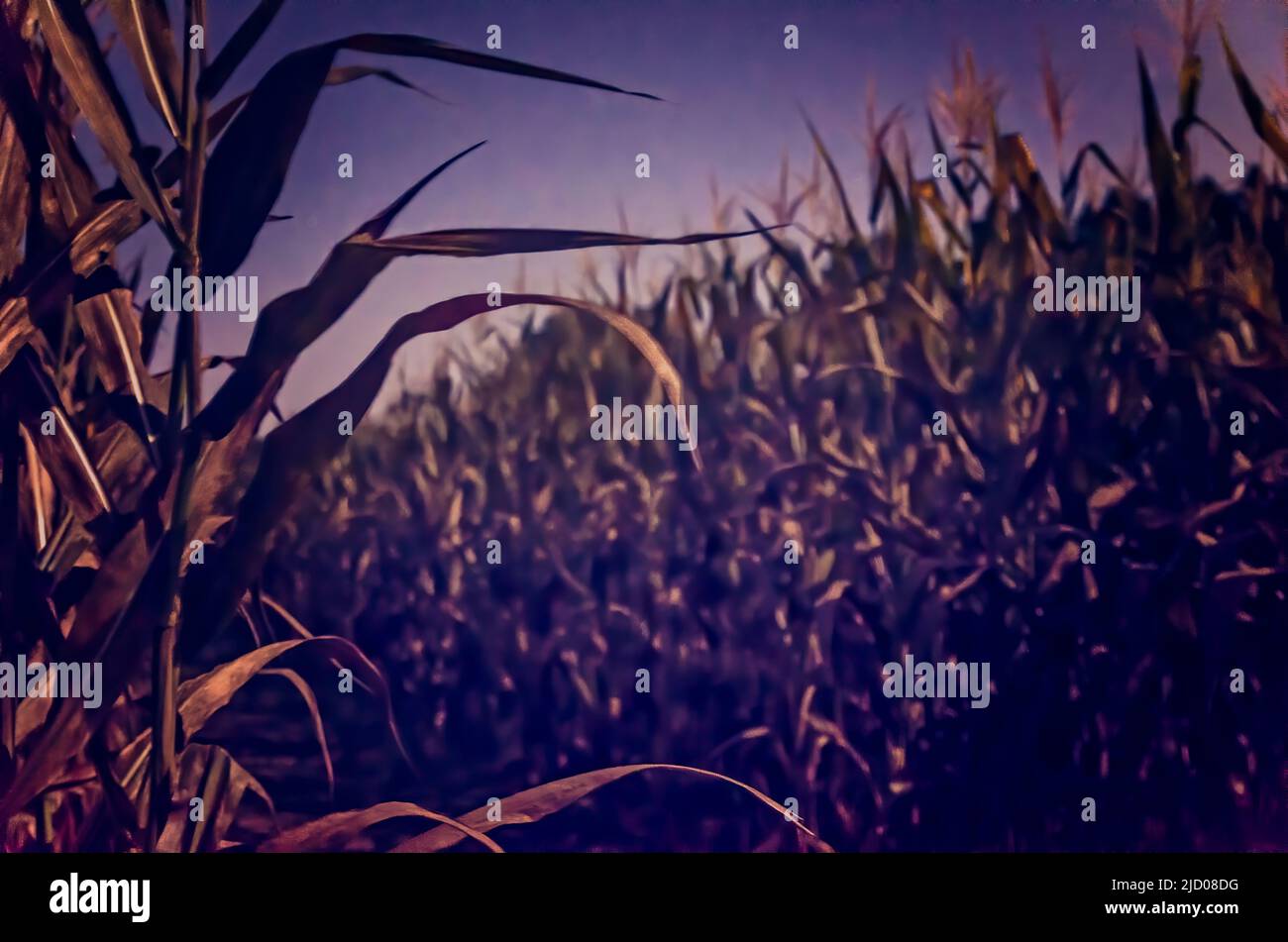 A corn field is pictured at night, Sept. 25, 2012, in Caledonia, Mississippi. Stock Photo