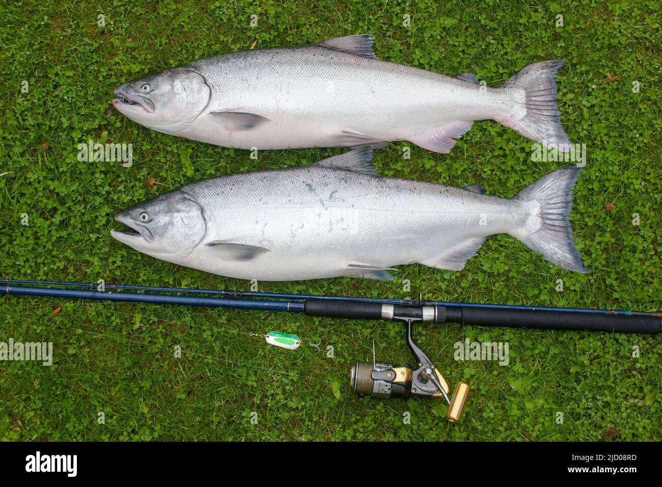 King salmon in net hi-res stock photography and images - Alamy