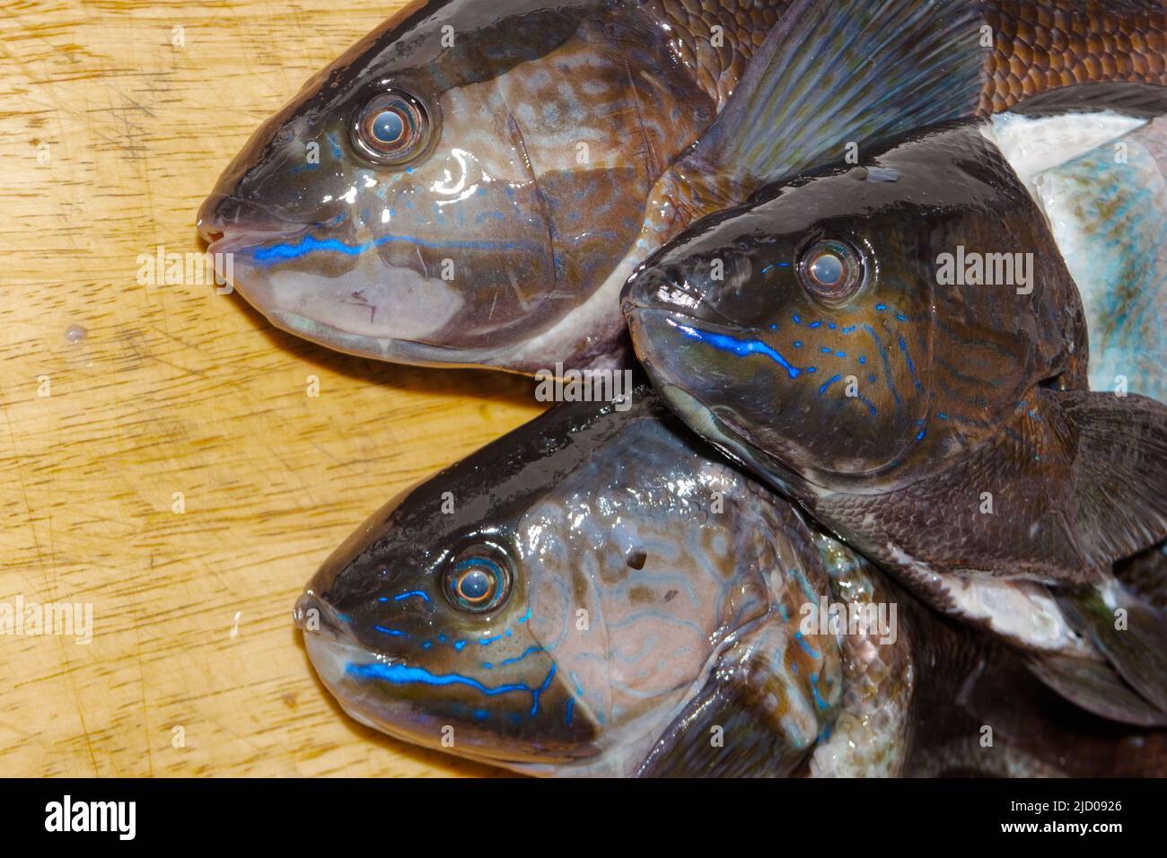 A look at life in New Zealand. Butterfish (Odax Pullus) Caught