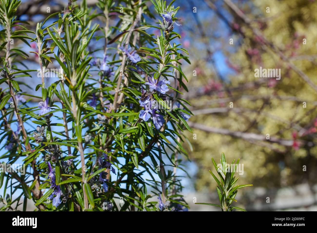 A look at life in New Zealand. Edible herbs and plants Rosemary