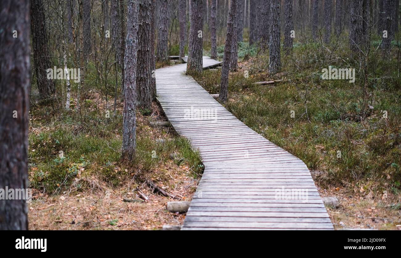 A wooden path in the Soomaa National Park in Estonia among the forest and marshland on a clear day Stock Photo