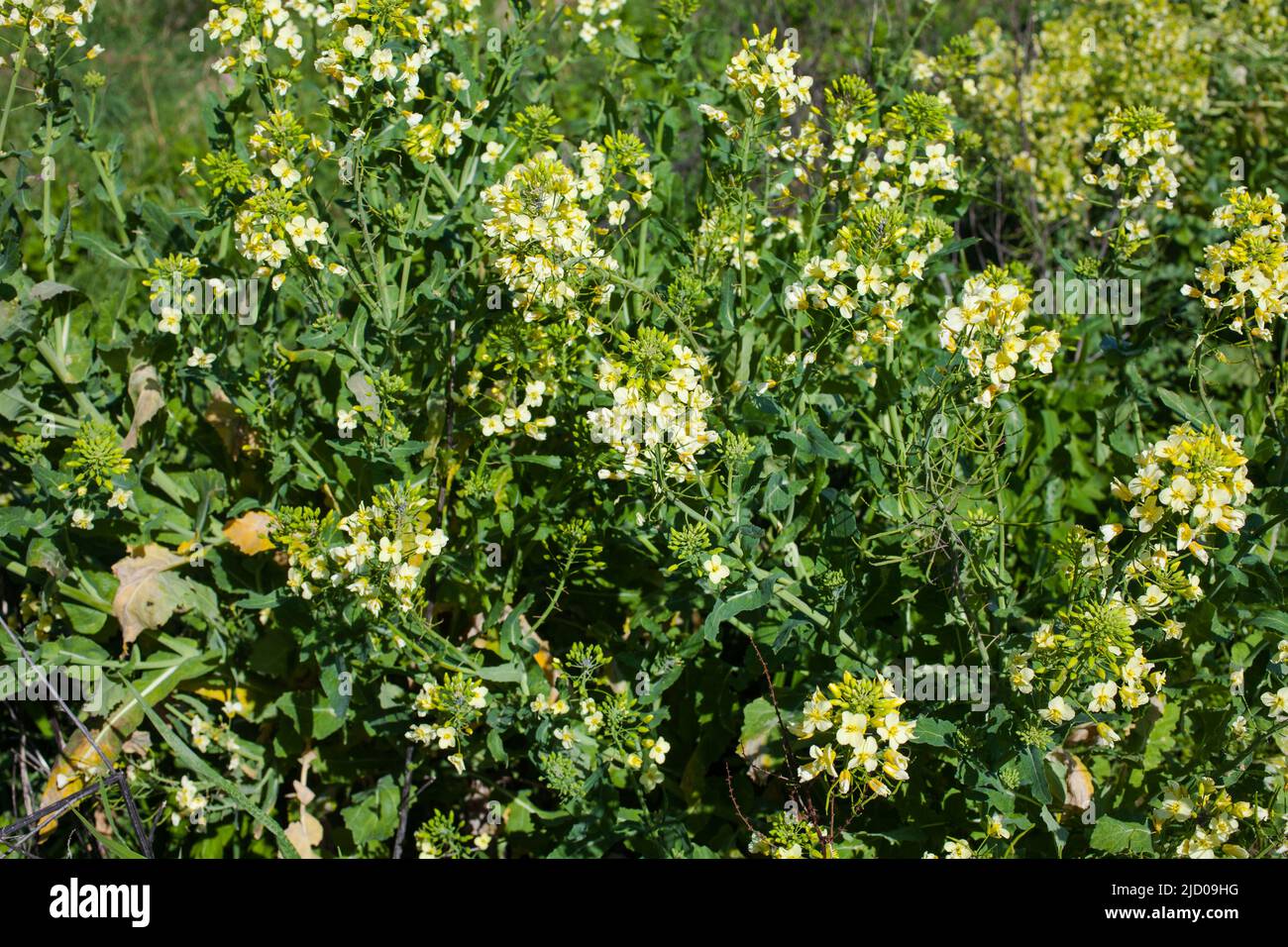 A look at life in New Zealand. Edible herbs and plants Wild Mustard