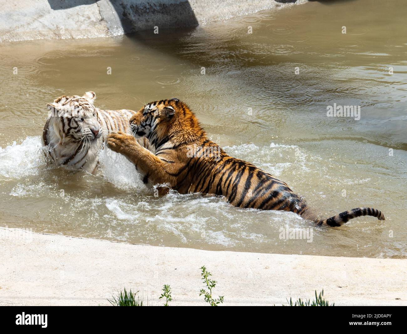 A gorgeous White variant of a Bengal tiger and a traditionally colored