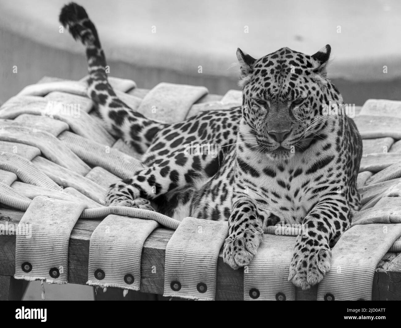 Wild cats that have been rescued by the amazing Wild Animal Sanctuary in Colorado enjoy their freedom from inhumane captivity Stock Photo