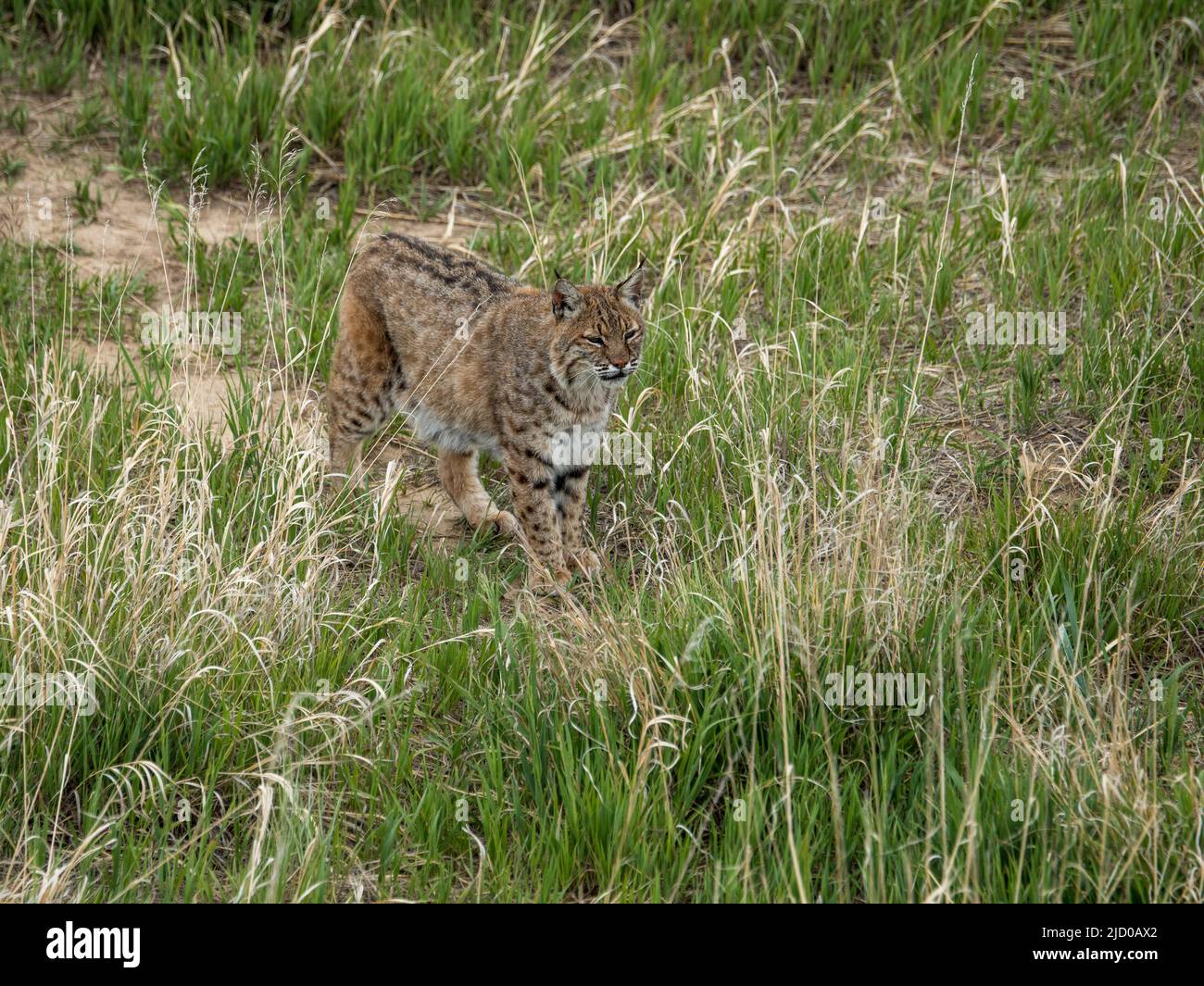 Wild cats that have been rescued by the amazing Wild Animal Sanctuary in Colorado enjoy their freedom from inhumane captivity Stock Photo