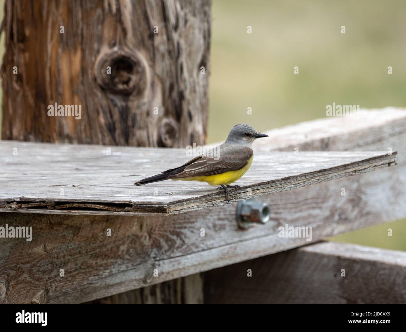 A Western Kingbird perches on a warm summer afternoon Stock Photo