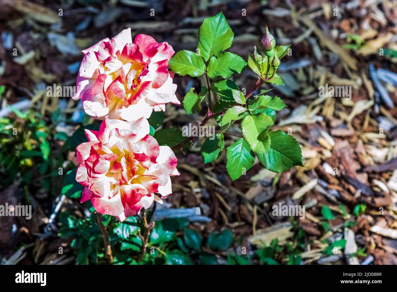 Two roses, one above the other, stand just above the ground,d with ...