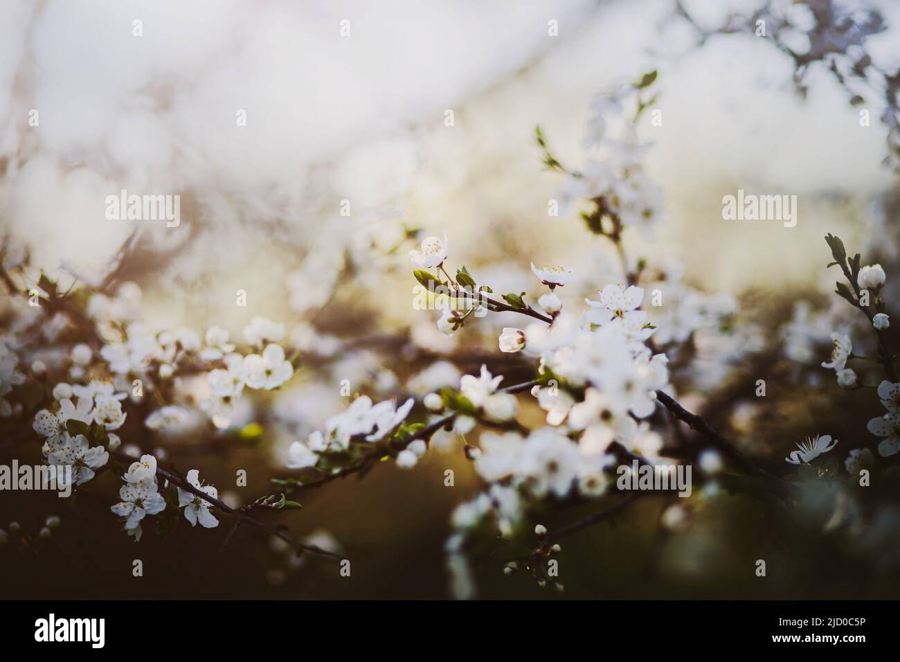 Beautiful fragrant white cherry blossoms bloomed on the curved branches of the tree in late spring on a sunny day. The beauty of nature. Stock Photo