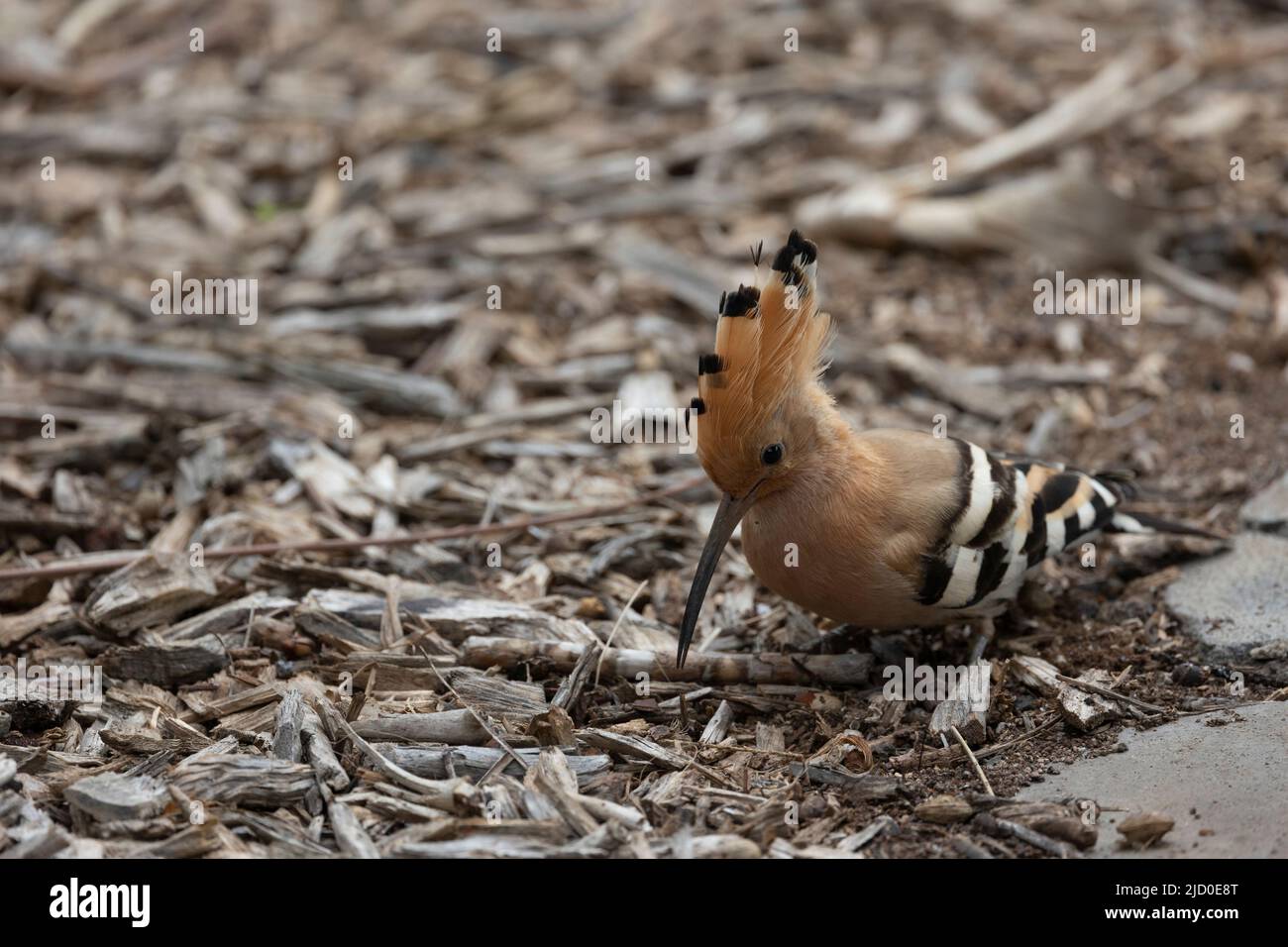 Eurasian Hoopoe (Upupa epops) photographed on the island of Tenerife